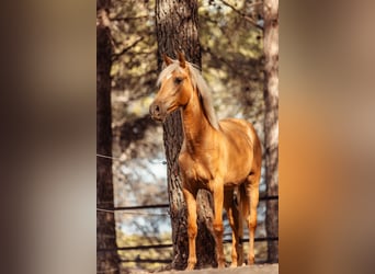 PRE Mix, Giumenta, 3 Anni, 160 cm, Palomino