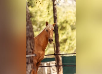 PRE Mix, Giumenta, 3 Anni, 160 cm, Palomino