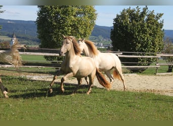 PRE Mix, Giumenta, 3 Anni, 160 cm, Pearl