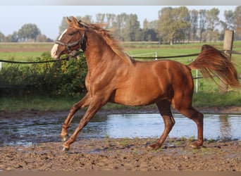 PRE Mix, Giumenta, 3 Anni, 160 cm, Sauro