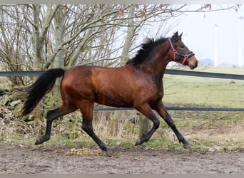 PRE Mix, Giumenta, 3 Anni, 161 cm, Baio