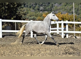 PRE Mix, Giumenta, 3 Anni, 162 cm, Grigio
