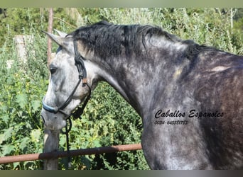 PRE, Giumenta, 3 Anni, 162 cm, Grigio pezzato