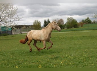 PRE, Giumenta, 3 Anni, 162 cm, Pearl