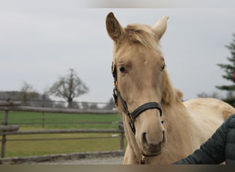 PRE, Giumenta, 3 Anni, 162 cm, Pearl
