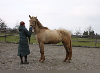 PRE, Giumenta, 3 Anni, 162 cm, Pearl