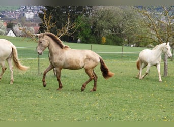 PRE, Giumenta, 3 Anni, 162 cm, Pearl