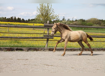 PRE, Giumenta, 3 Anni, 162 cm, Pearl