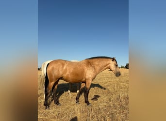 PRE Mix, Giumenta, 3 Anni, 162 cm, Pelle di daino