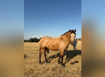 PRE Mix, Giumenta, 3 Anni, 162 cm, Pelle di daino