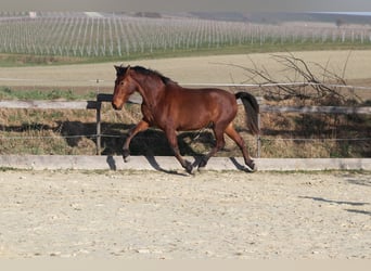 PRE Mix, Giumenta, 3 Anni, 163 cm, Baio