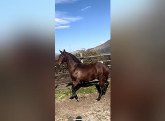 PRE Mix, Giumenta, 3 Anni, 163 cm, Baio