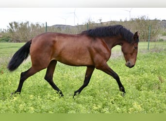 PRE, Giumenta, 3 Anni, 165 cm, Baio