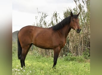 PRE, Giumenta, 3 Anni, 165 cm, Baio