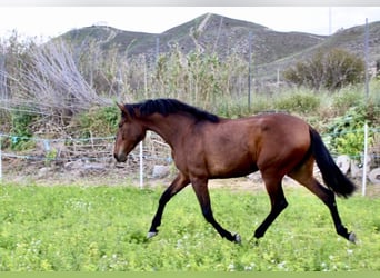 PRE, Giumenta, 3 Anni, 165 cm, Baio