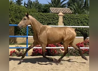 PRE, Giumenta, 3 Anni, 165 cm, Falbo