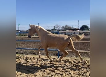 PRE, Giumenta, 3 Anni, 165 cm, Falbo