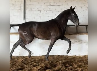 PRE, Giumenta, 3 Anni, 165 cm, Grigio