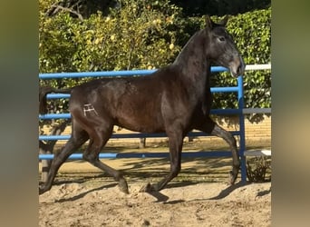PRE, Giumenta, 3 Anni, 165 cm, Grigio