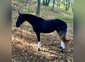 PRE Mix, Giumenta, 3 Anni, 167 cm, Grigio