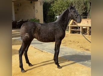 PRE, Giumenta, 3 Anni, 167 cm, Grigio