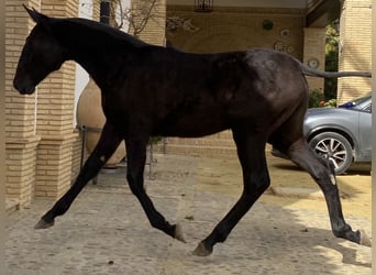 PRE, Giumenta, 3 Anni, 167 cm, Grigio