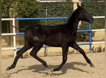 PRE, Giumenta, 3 Anni, 167 cm, Grigio