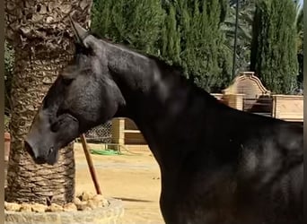 PRE, Giumenta, 3 Anni, 167 cm, Grigio