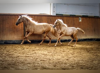PRE, Giumenta, 3 Anni, Palomino