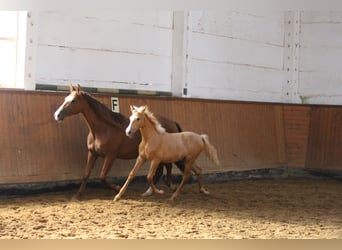 PRE, Giumenta, 3 Anni, Palomino