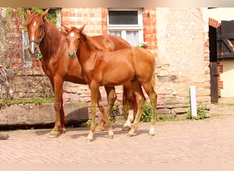 PRE, Giumenta, 3 Anni, Palomino