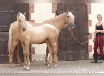 PRE, Giumenta, 3 Anni, Palomino