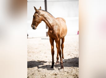 PRE Mix, Giumenta, 4 Anni, 145 cm, Pelle di daino
