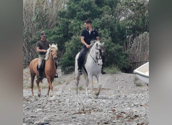 PRE, Giumenta, 4 Anni, 152 cm, Palomino