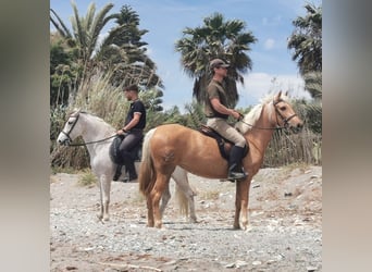 PRE, Giumenta, 4 Anni, 152 cm, Palomino