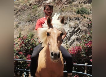 PRE, Giumenta, 4 Anni, 152 cm, Palomino