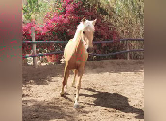 PRE, Giumenta, 4 Anni, 152 cm, Palomino