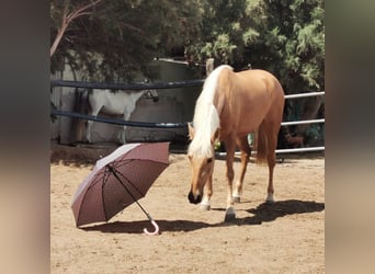 PRE, Giumenta, 4 Anni, 152 cm, Palomino