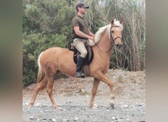 PRE, Giumenta, 4 Anni, 152 cm, Palomino