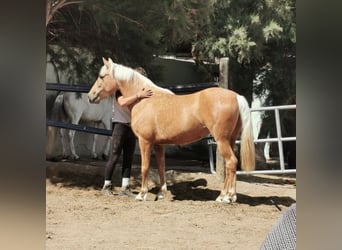 PRE, Giumenta, 4 Anni, 152 cm, Palomino