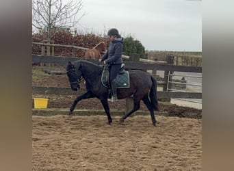 PRE Mix, Giumenta, 4 Anni, 153 cm, Morello