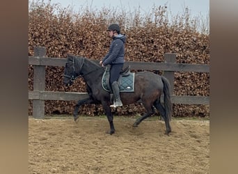 PRE Mix, Giumenta, 4 Anni, 153 cm, Morello