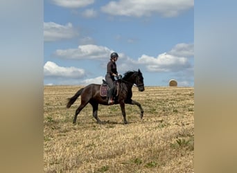 PRE Mix, Giumenta, 4 Anni, 153 cm, Morello