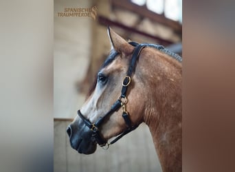 PRE Mix, Giumenta, 4 Anni, 154 cm, Falbo
