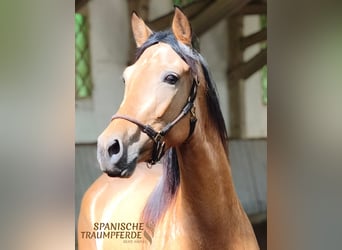 PRE Mix, Giumenta, 4 Anni, 154 cm, Falbo