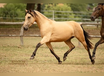 PRE Mix, Giumenta, 4 Anni, 154 cm, Falbo