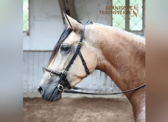 PRE Mix, Giumenta, 4 Anni, 154 cm, Falbo