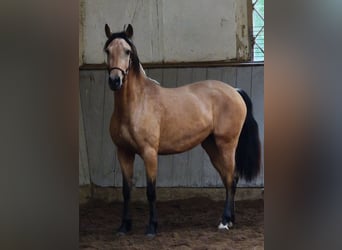 PRE Mix, Giumenta, 4 Anni, 154 cm, Falbo
