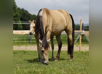 PRE, Giumenta, 4 Anni, 154 cm, Pelle di daino