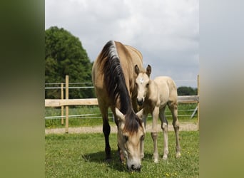 PRE, Giumenta, 4 Anni, 154 cm, Pelle di daino